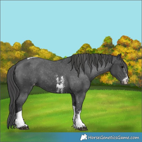 Horse Color:Black Sabino Tobiano Appaloosa 