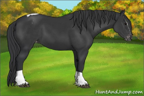 Horse Color:Black Sabino Tobiano Appaloosa 