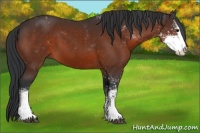 Horse Color:Brown Sabino 