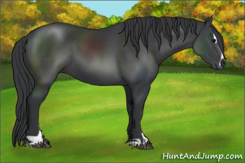 Horse Color:Black Sabino 