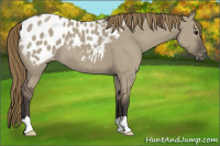 Horse Color:Smoky Grullo Appaloosa 
