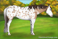 Horse Color:Bay Dun Splash Appaloosa