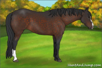 Horse Color:Brown Sabino 