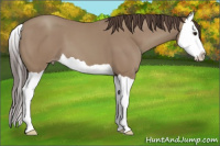 Horse Color:Classic Champagne Splash
