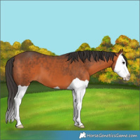 Horse Color:Bay Splash