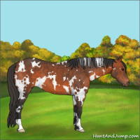 Horse Color:White Spotted Bay 