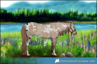 Horse Color:White Spotted Liver Red Dun