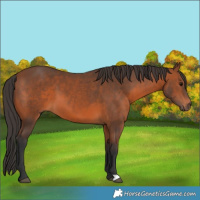 Horse Color:Bay 