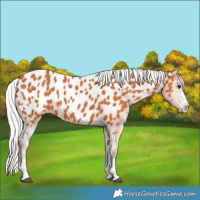 Horse Color:Silver Bay Appaloosa 