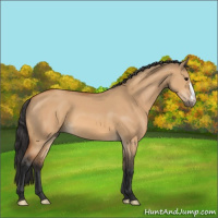 Horse Color:Bay Dun 