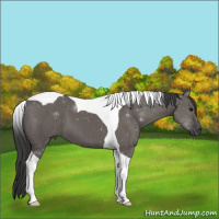 Horse Color:Grullo Tobiano 