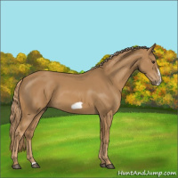 Horse Color:Chestnut Frame 