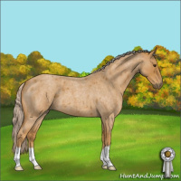 Horse Color:Palomino Roan 