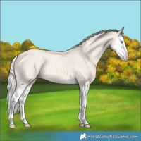 Horse Color:Cremello Roan Splash 