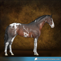 Horse Color:Brown Sabino Tobiano Appaloosa 
