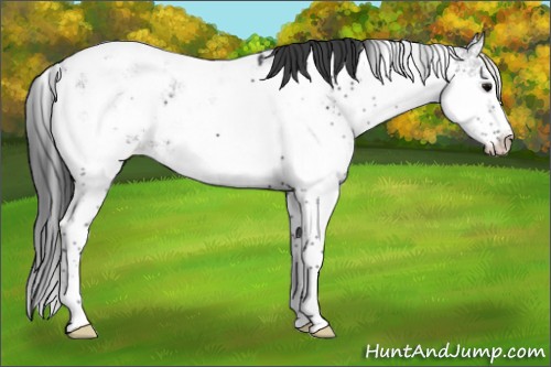 Horse Color:Black Sabino Appaloosa 