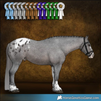 Horse Color:Brown Sabino Tobiano Appaloosa 