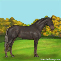 Horse Color:Liver Chestnut Mushroom 