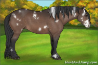 Horse Color:White Spotted Brown Sabino 