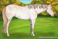 Horse Color:Gold Champagne Ice 