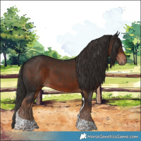 Horse Color:Liver Chestnut Tobiano