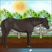 Horse Color:Liver Chestnut Rabicano