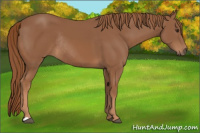 Horse Color:Chestnut Rabicano 