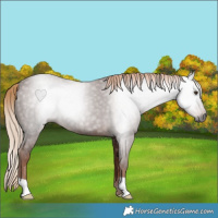 Horse Color:Gray Chestnut 