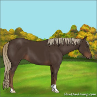 Horse Color:Liver Chestnut