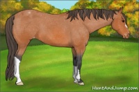 Horse Color:Bay Appaloosa 