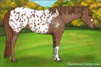 Horse Color:Chestnut Appaloosa