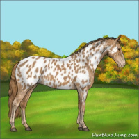 Horse Color:Chestnut Appaloosa 