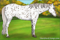 Horse Color:Silver Blue Roan Appaloosa