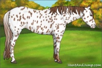 Horse Color:Chestnut Appaloosa 