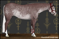 Horse Color:Chocolate Silver Black Chinchilla Sabino Rabicano