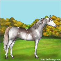 Horse Color:Gray White Spotted Liver Chestnut Splash Tobiano 