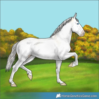 Horse Color:White Spotted Silver Buckskin Dun Splash 