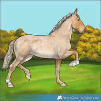 Horse Color:Palomino Roan 