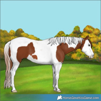 Horse Color:Chestnut Splash Tobiano