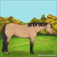 Horse Color:Bay Dun