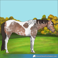Horse Color:Bay Ice Tobiano