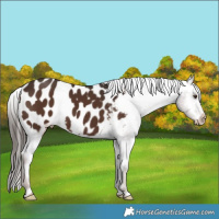 Horse Color:Liver Chestnut Blanket 