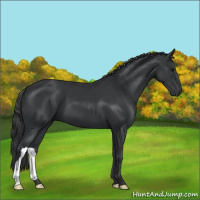 Horse Color:Black 