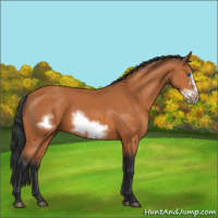 Horse Color:Bay Frame 