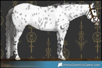 Horse Color:Blue Roan Leopard