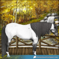 Horse Color:Liver Chestnut Appaloosa 