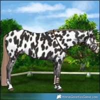 Horse Color:Liver Chestnut Appaloosa 