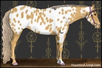 Horse Color:Palomino Near Leopard 