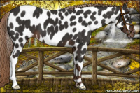 Horse Color:Liver Chestnut Appaloosa