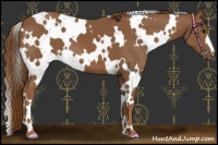 Horse Color:White Spotted Chestnut 